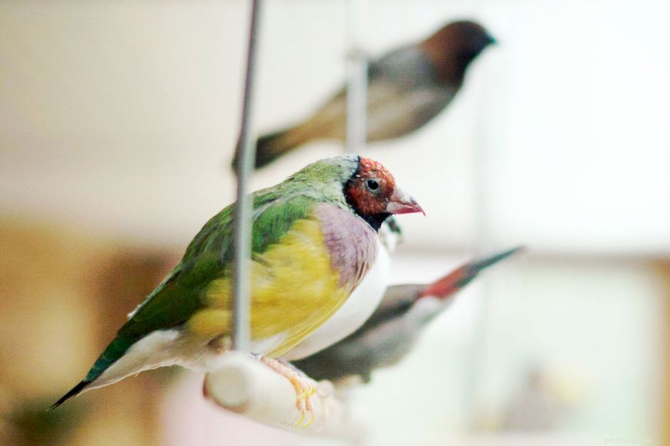 8 bästa husdjursfåglarna för upptagna människor