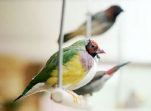 8 melhores pássaros de estimação para pessoas ocupadas