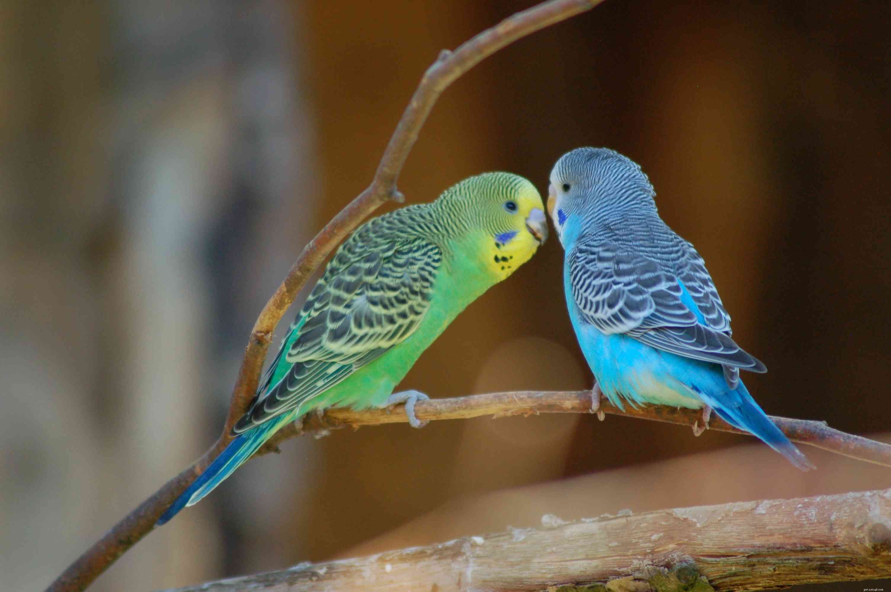 8 melhores pássaros de estimação para pessoas ocupadas