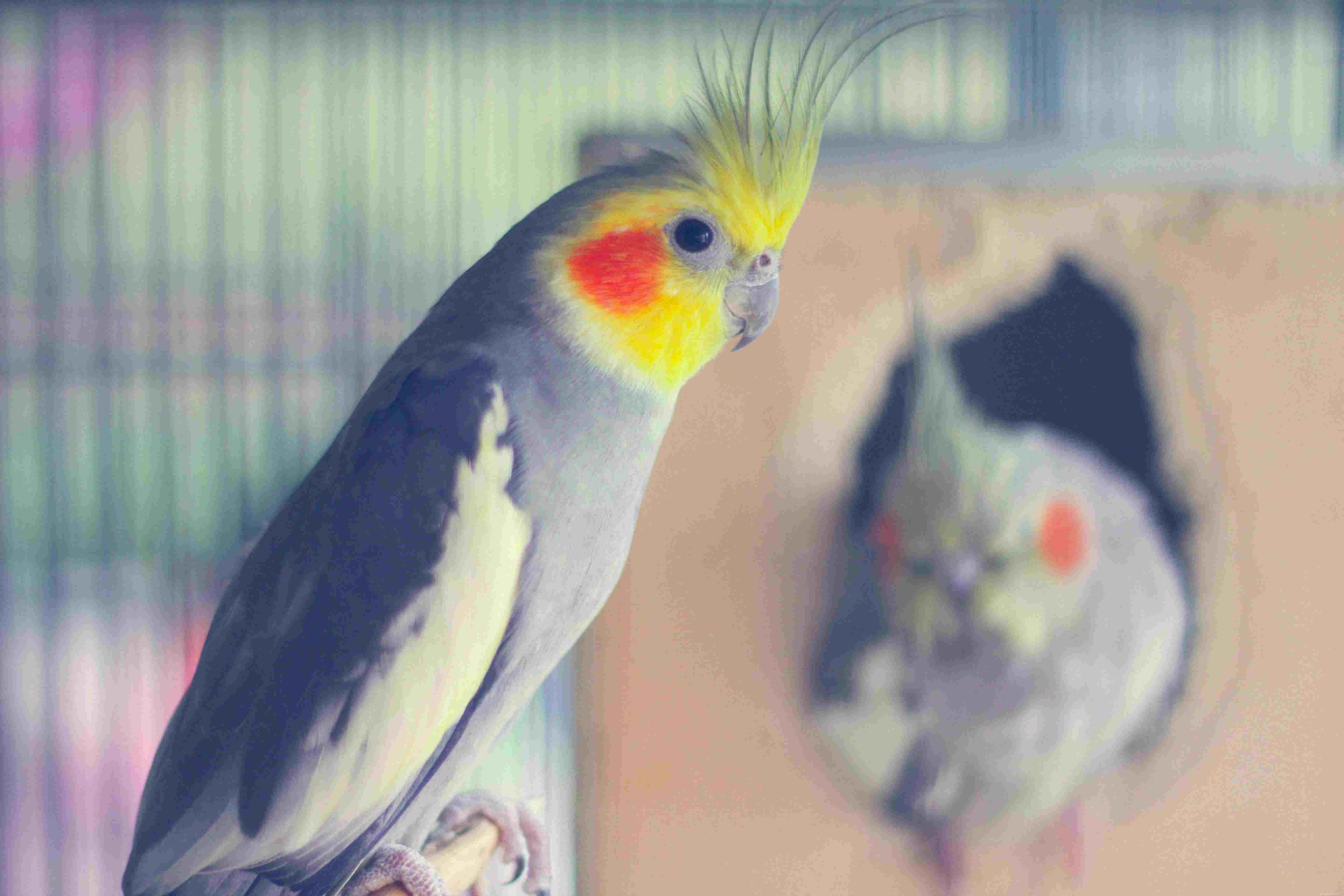 8 лучших домашних птиц для занятых людей