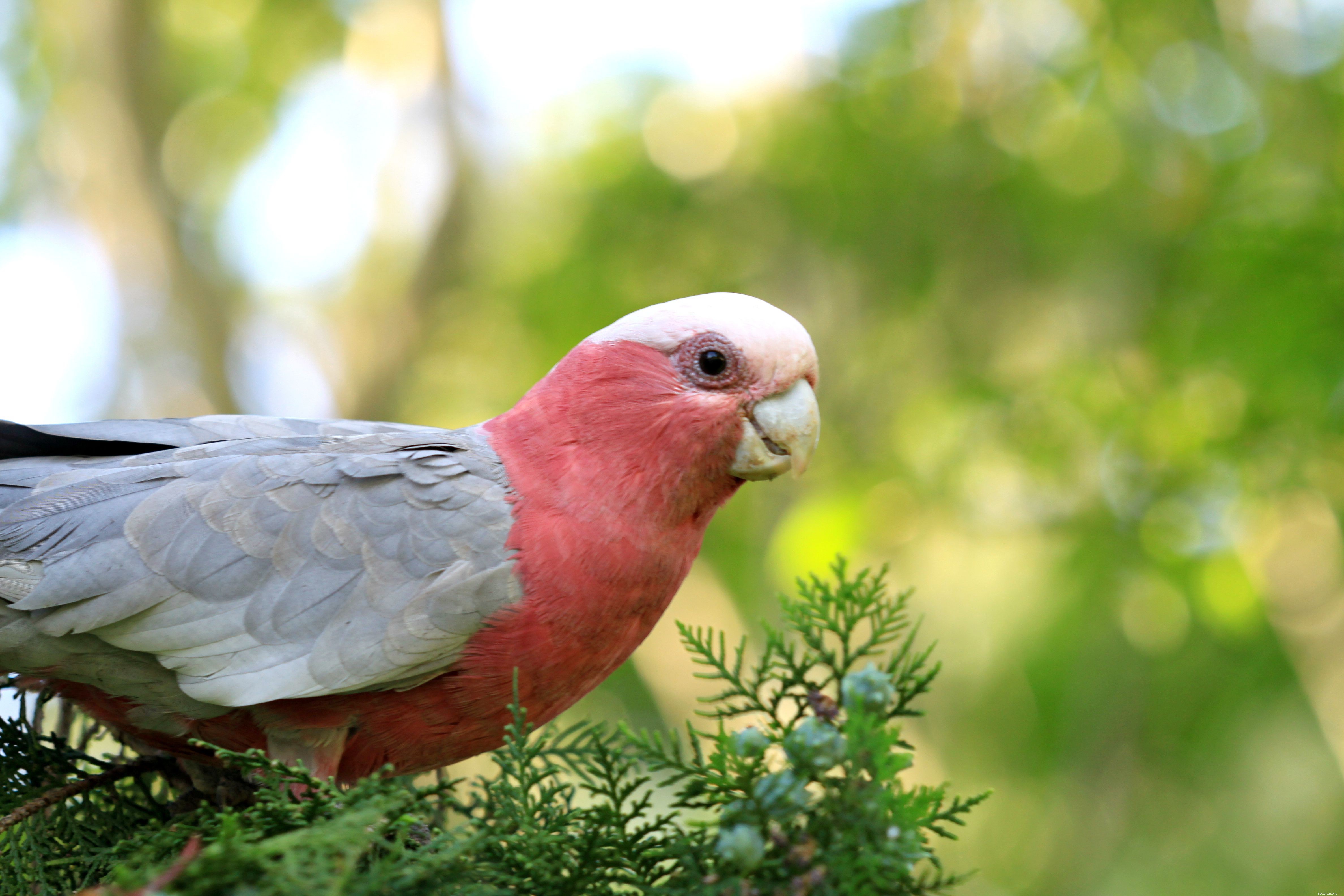 8 nejlepších méně známých druhů ptáků v zájmovém chovu