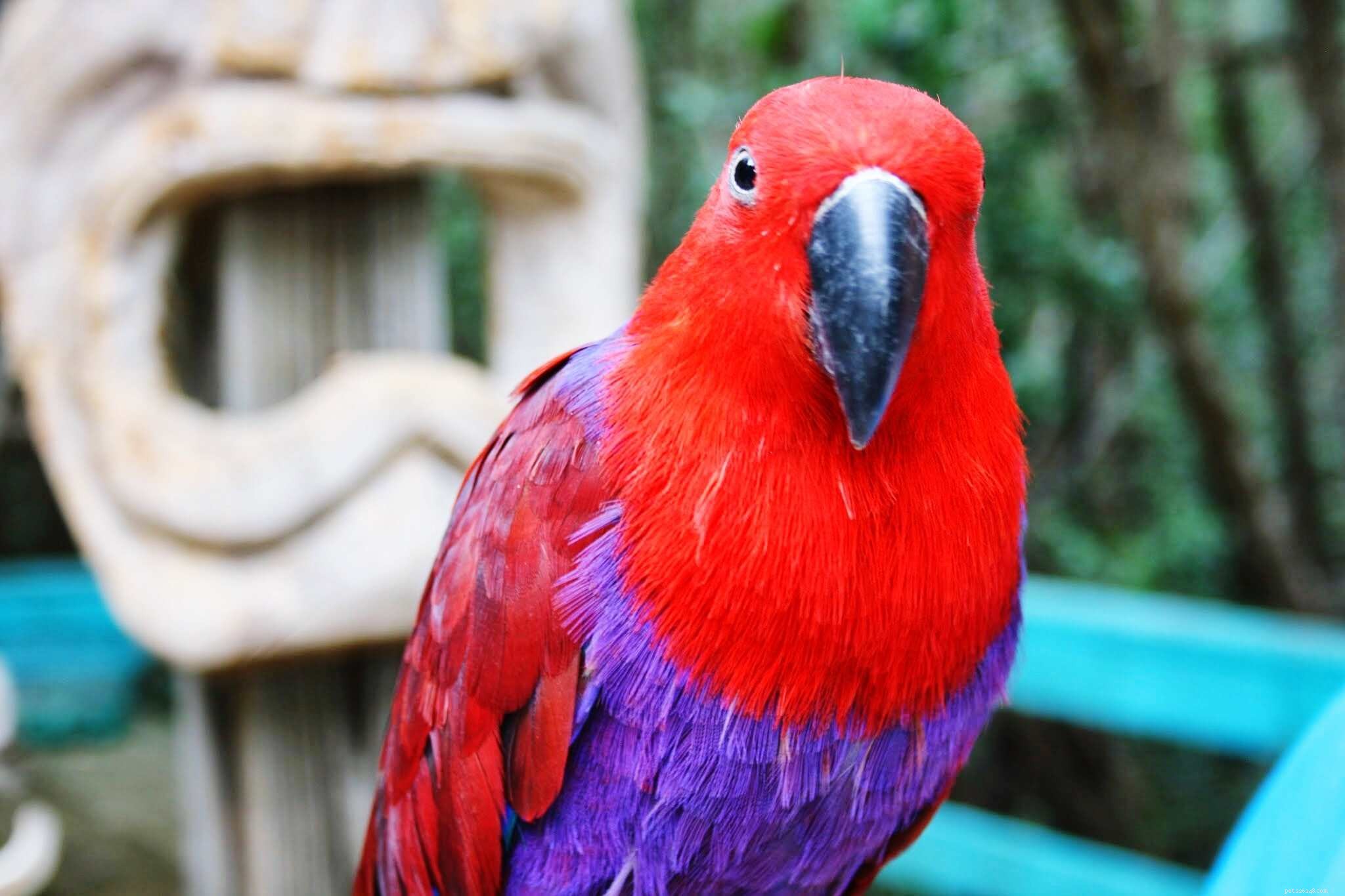 8 nejlepších méně známých druhů ptáků v zájmovém chovu