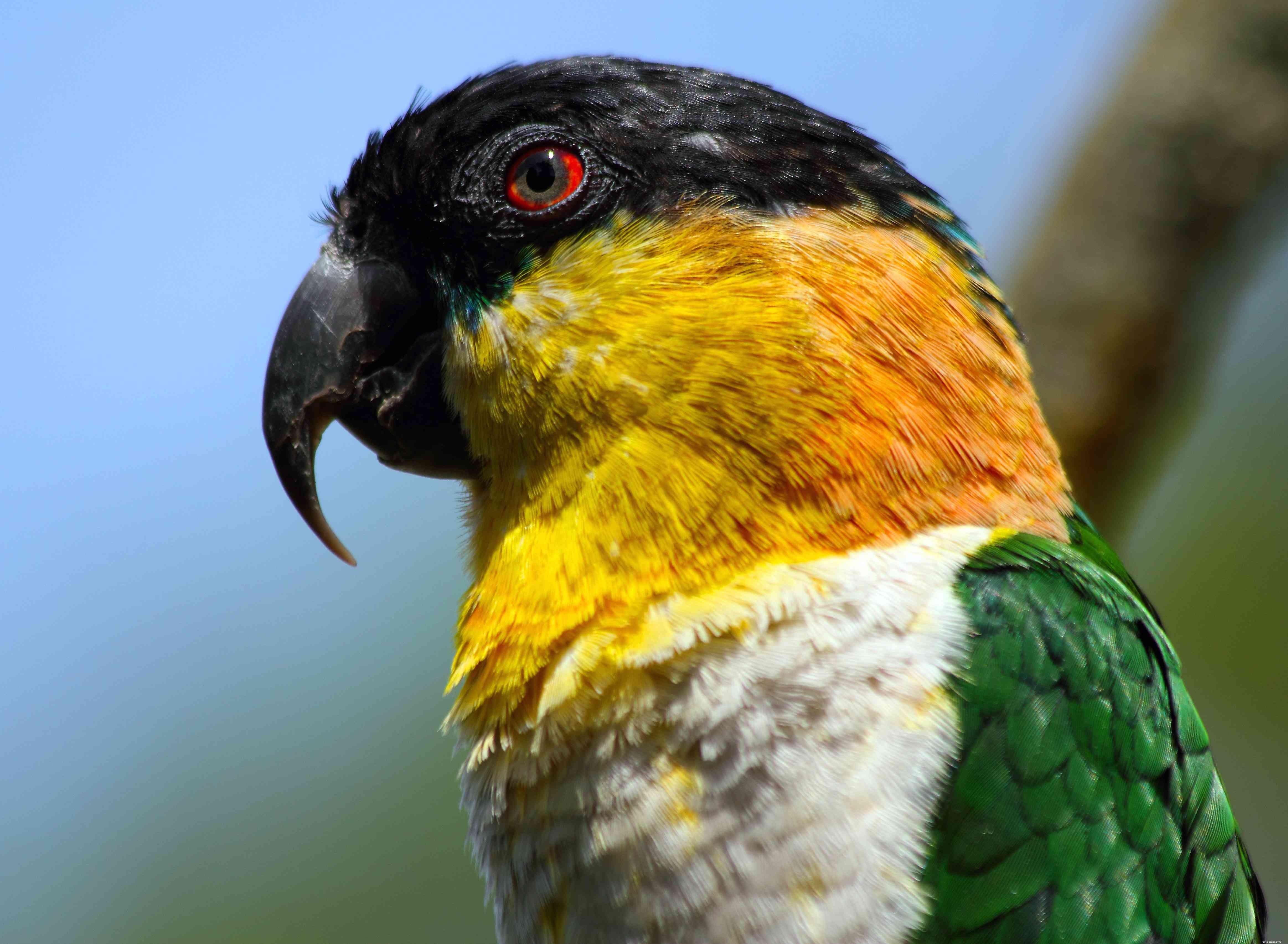 8 mest mindre kända fågelarter för husdjur