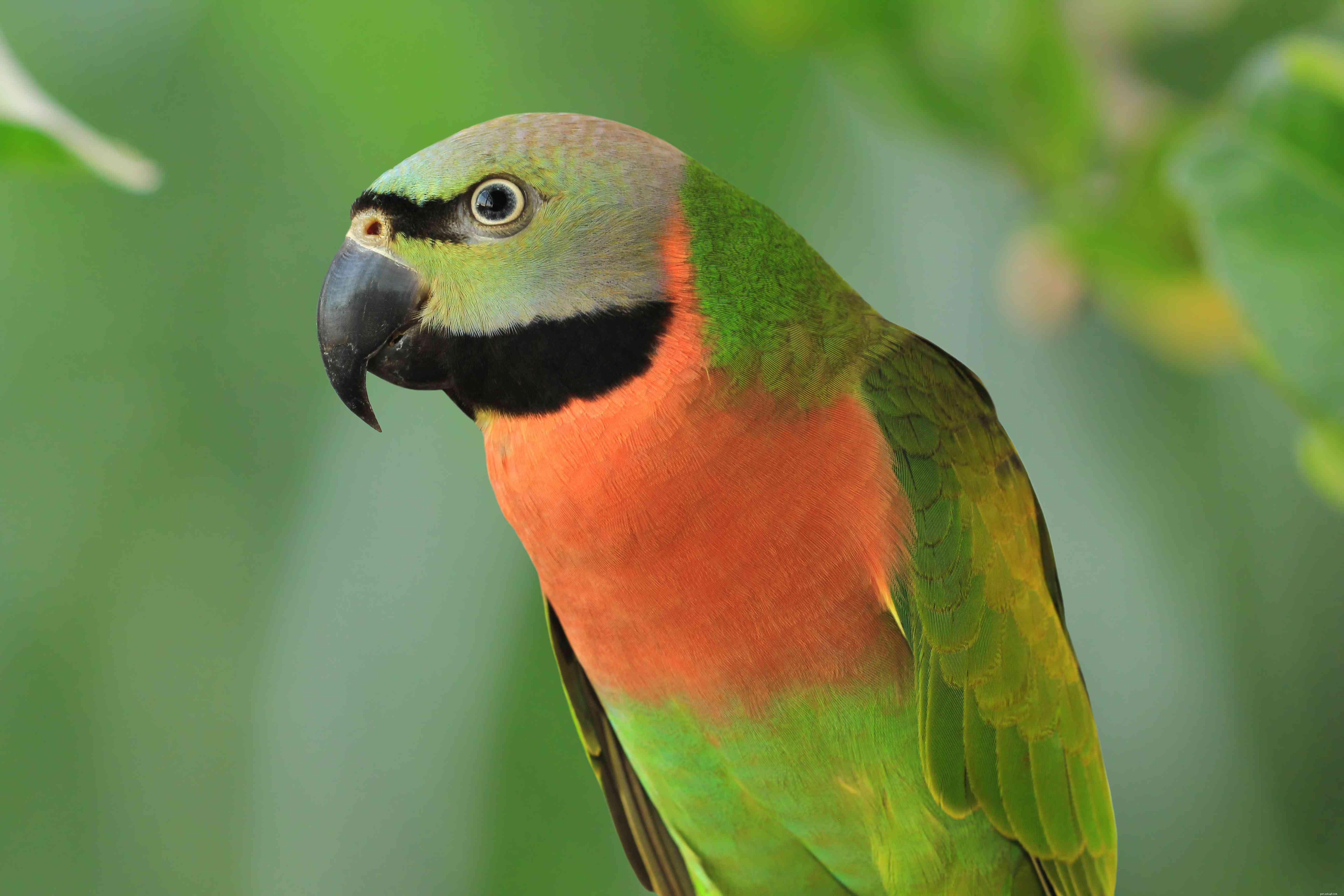8 mest mindre kända fågelarter för husdjur