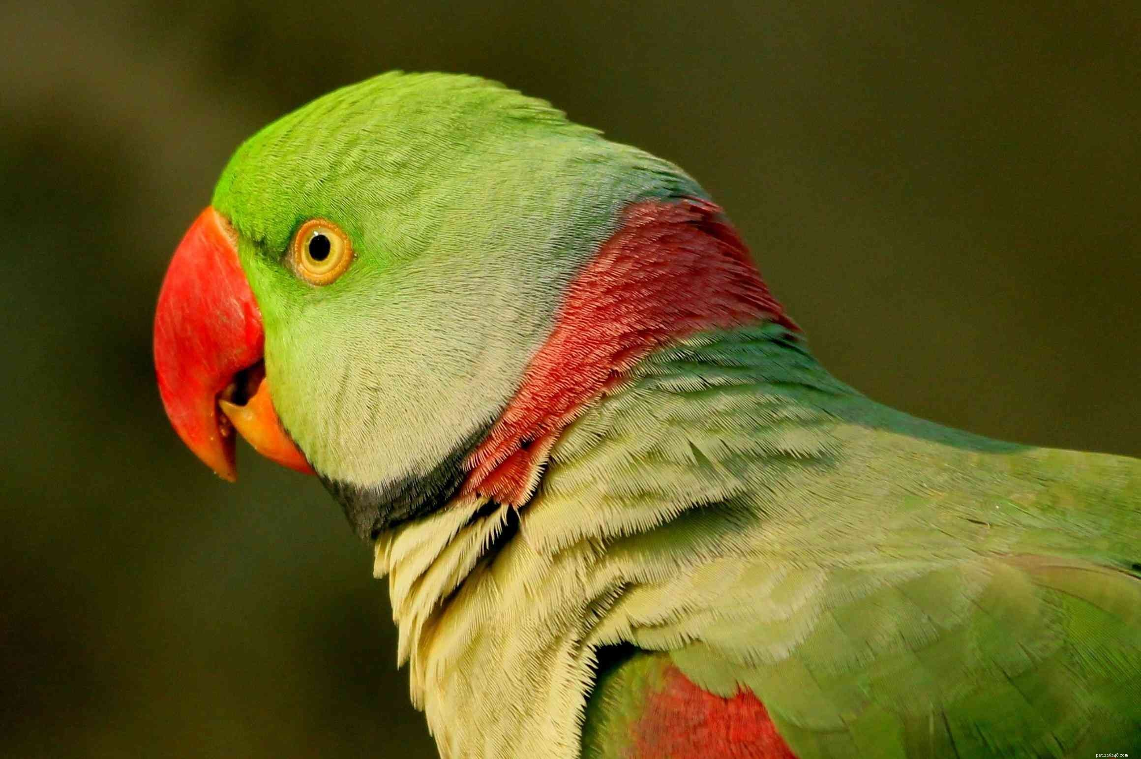 8 espécies de aves de estimação menos conhecidas
