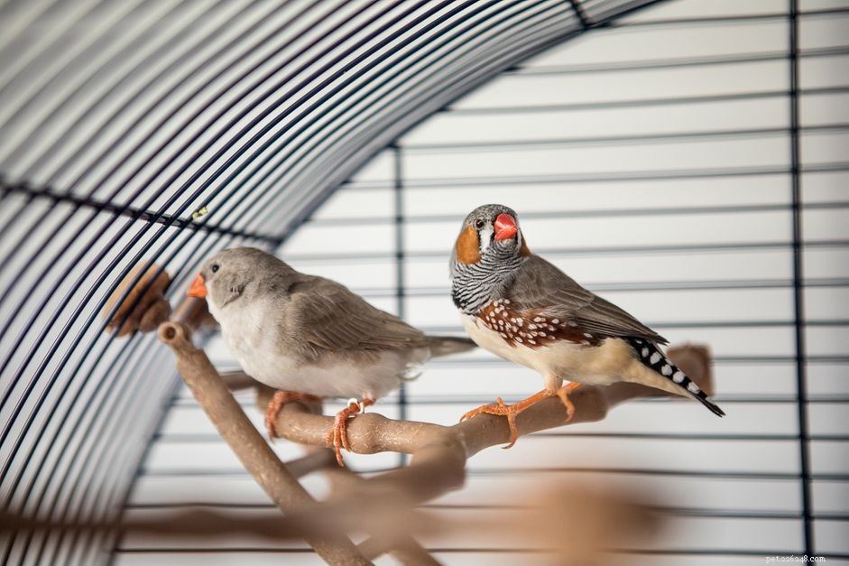 5 sätt att hitta din fågel ett nytt hem
