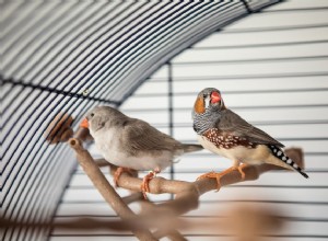 あなたの鳥を新しい家を見つける5つの方法 