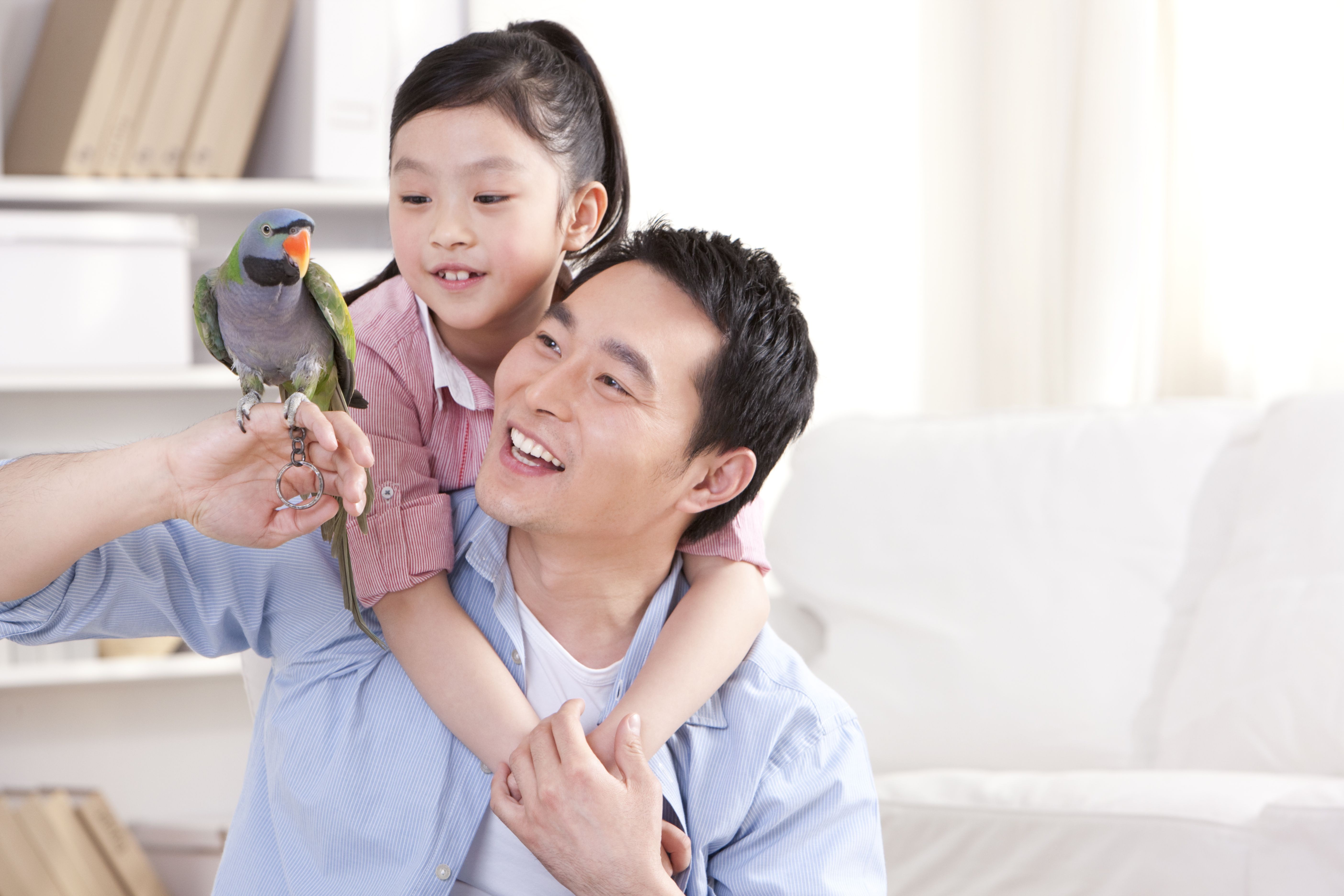 5 maneiras de encontrar um novo lar para seu pássaro