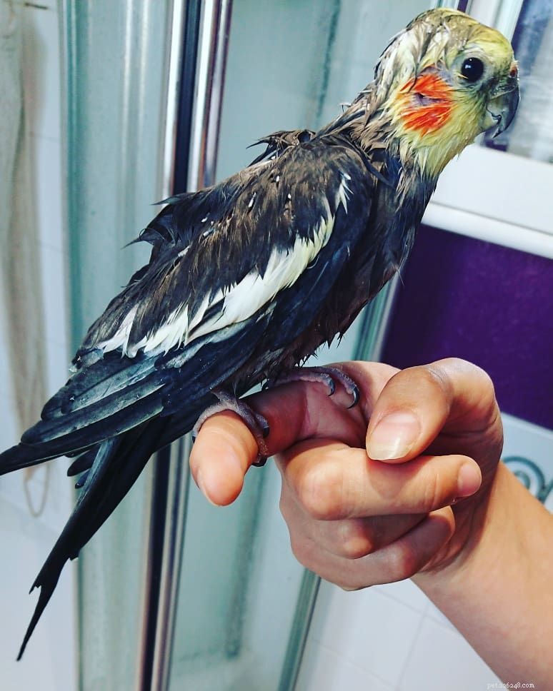 11 věcí, kterým rozumí pouze majitelé ptáků