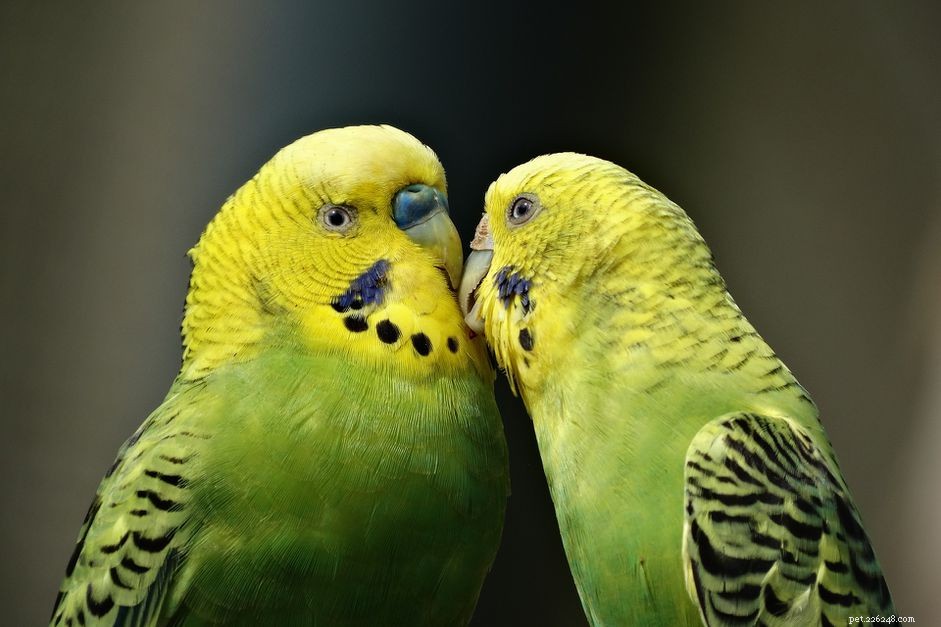 11 dingen die alleen eigenaren van vogels begrijpen