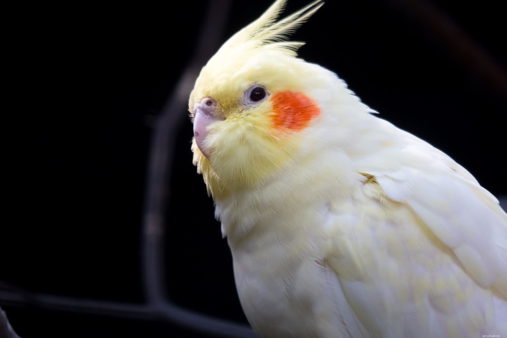 11 cose che solo i proprietari di uccelli capiscono