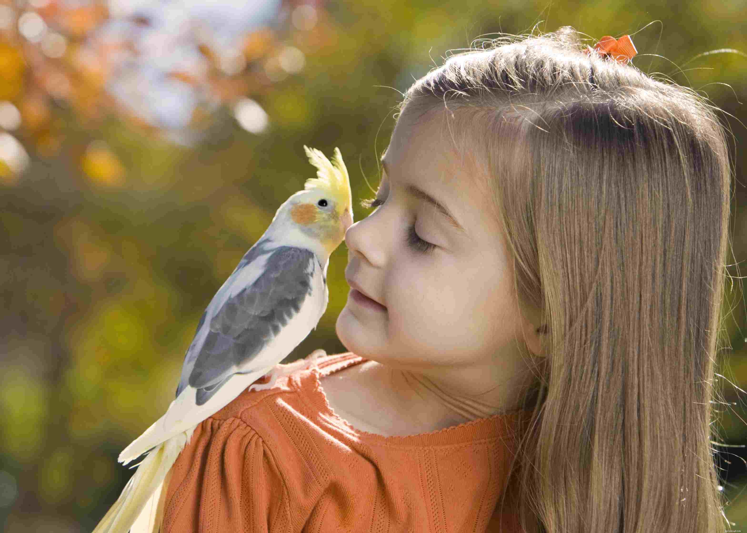 Des moyens simples de créer des liens avec votre oiseau