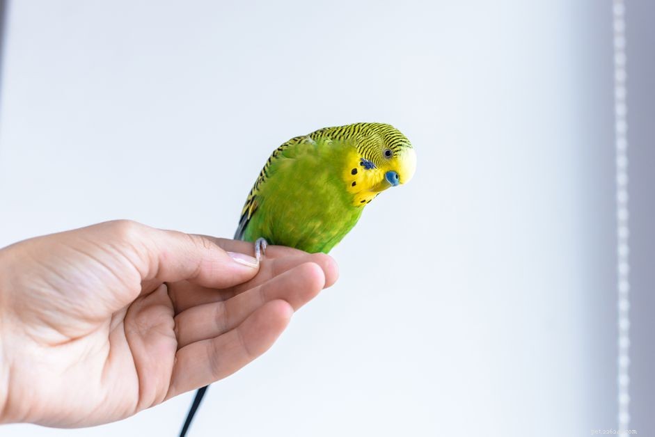 Hur man håller en fågel på ett säkert sätt