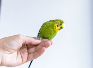 Hur man håller en fågel på ett säkert sätt