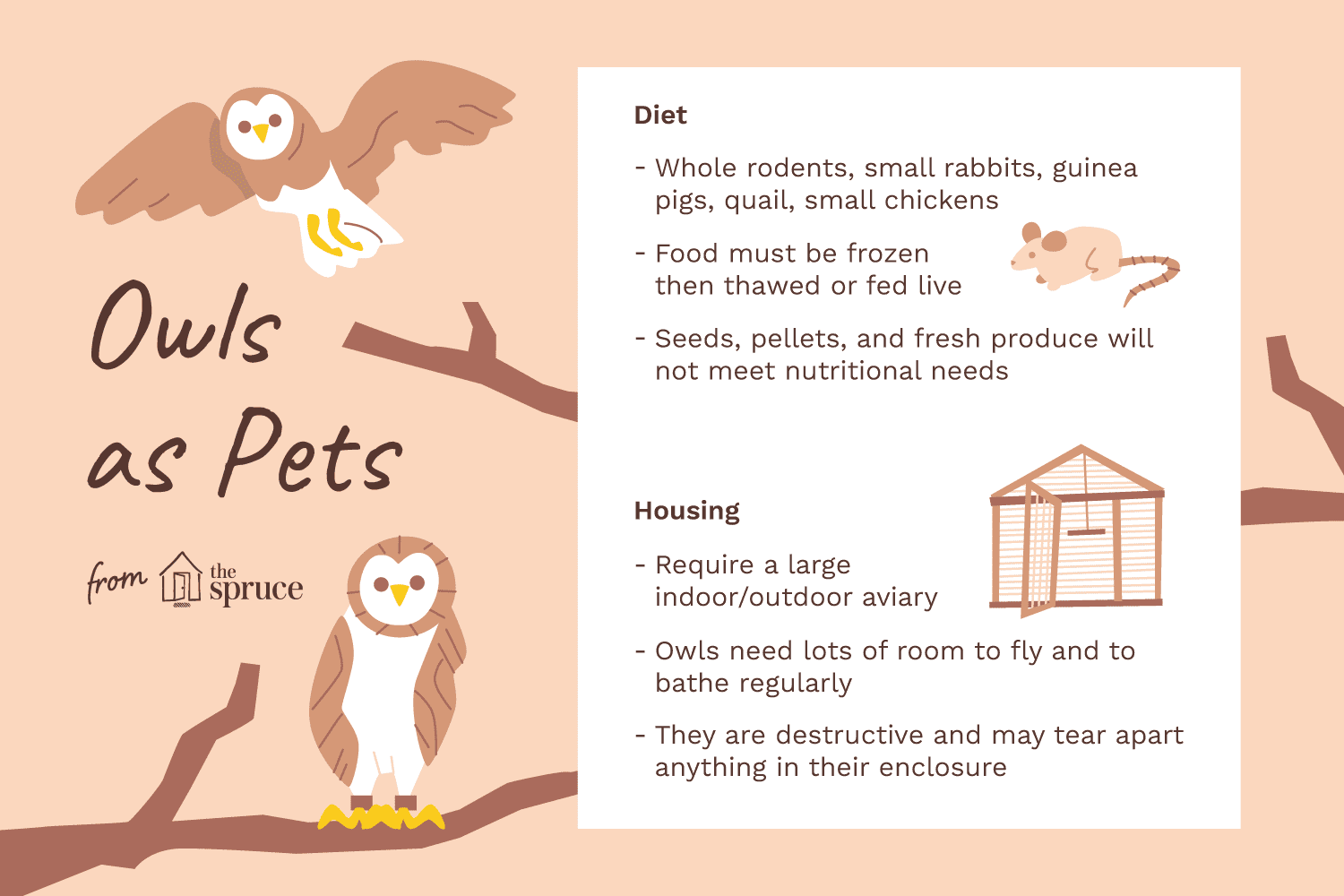 Zijn uilen goede huisdieren?