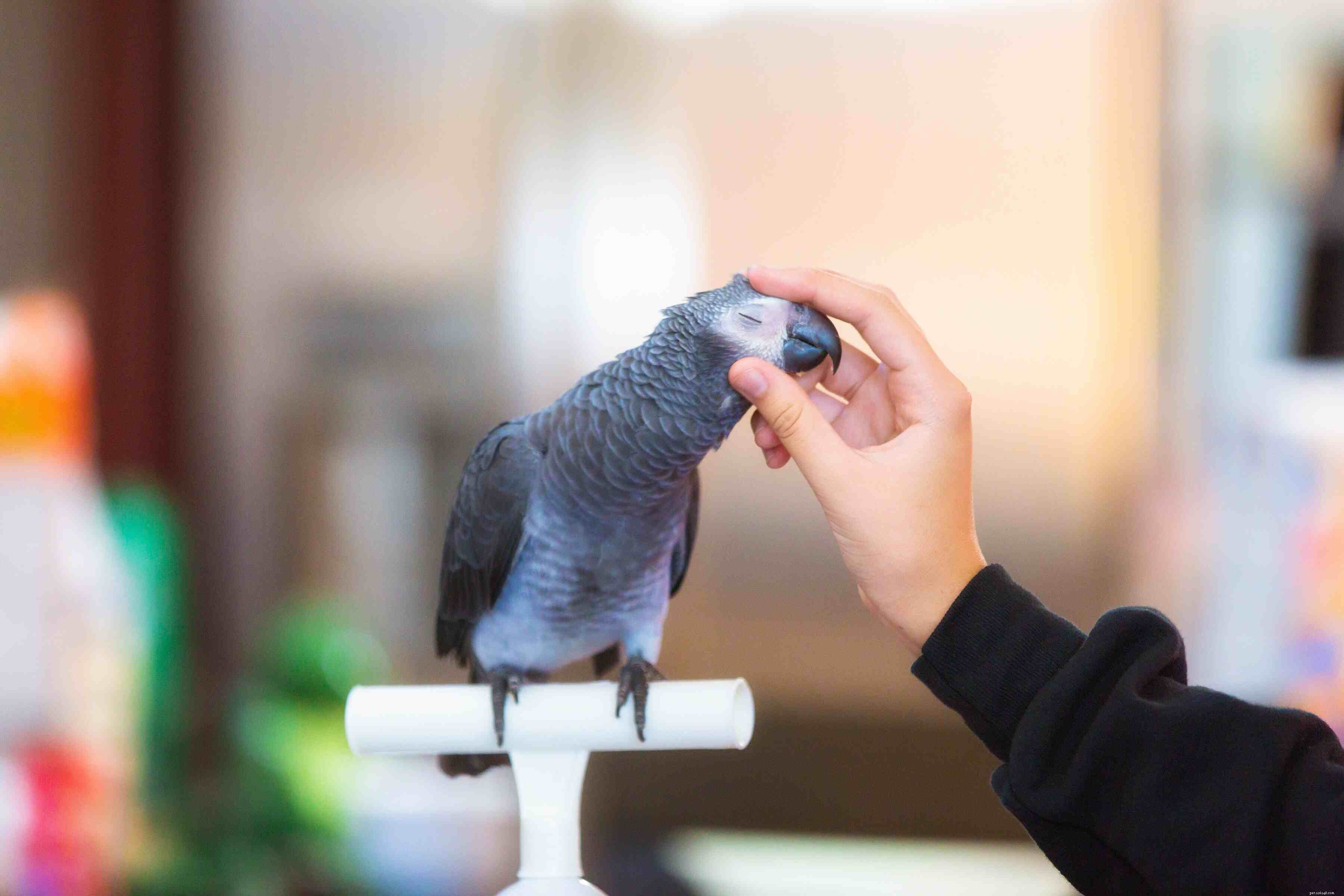 人獣共通感染症の人々はペットの鳥から捕まえることができます 