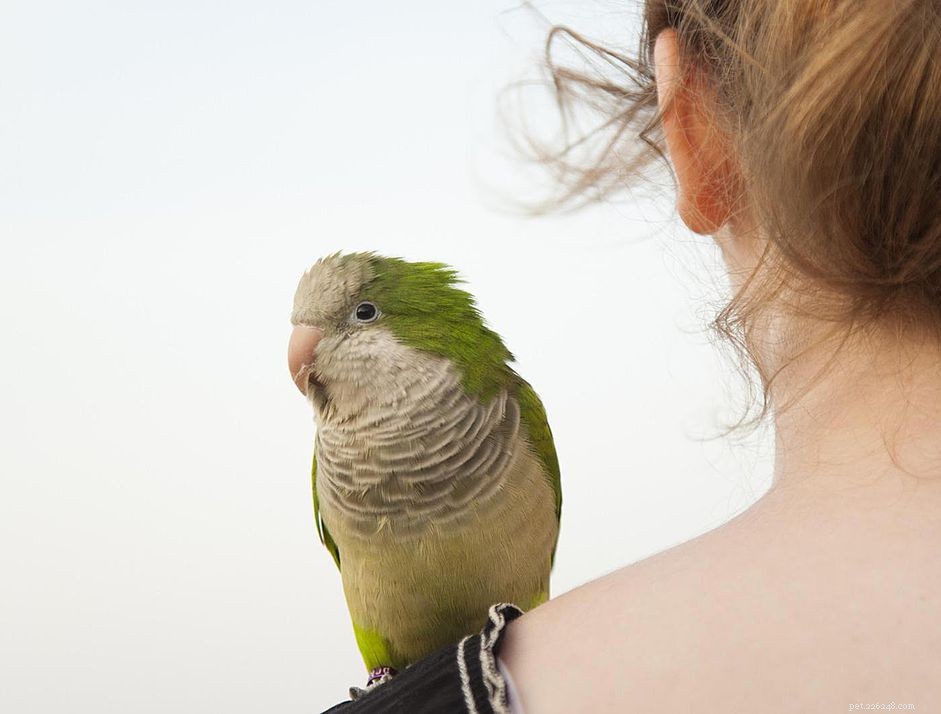人獣共通感染症の人々はペットの鳥から捕まえることができます 