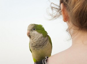 Zoonotiska sjukdomar som människor kan fånga från husdjursfåglar