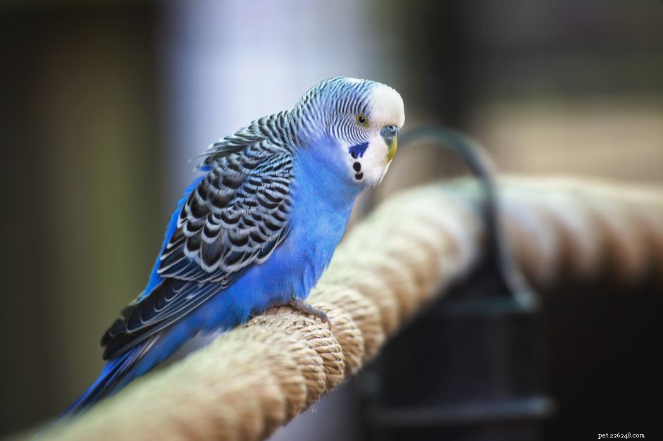 Существуют ли разные виды попугаев?
