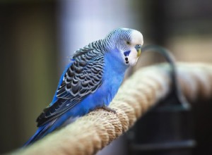 Existují různé typy papoušků?