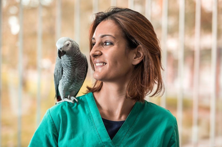 As aves precisam de visitas anuais ao veterinário?