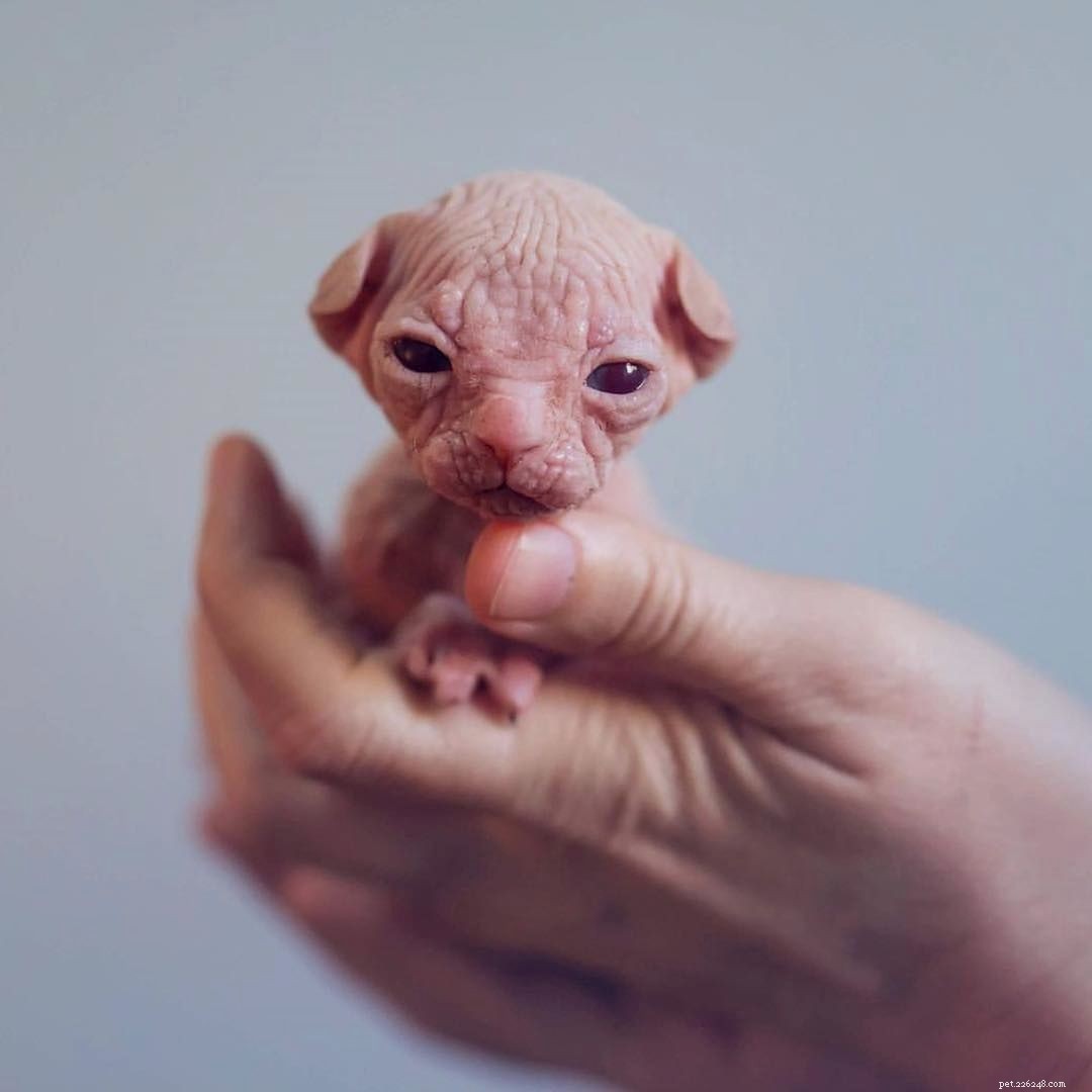 13 chats Sphynx incroyablement mignons