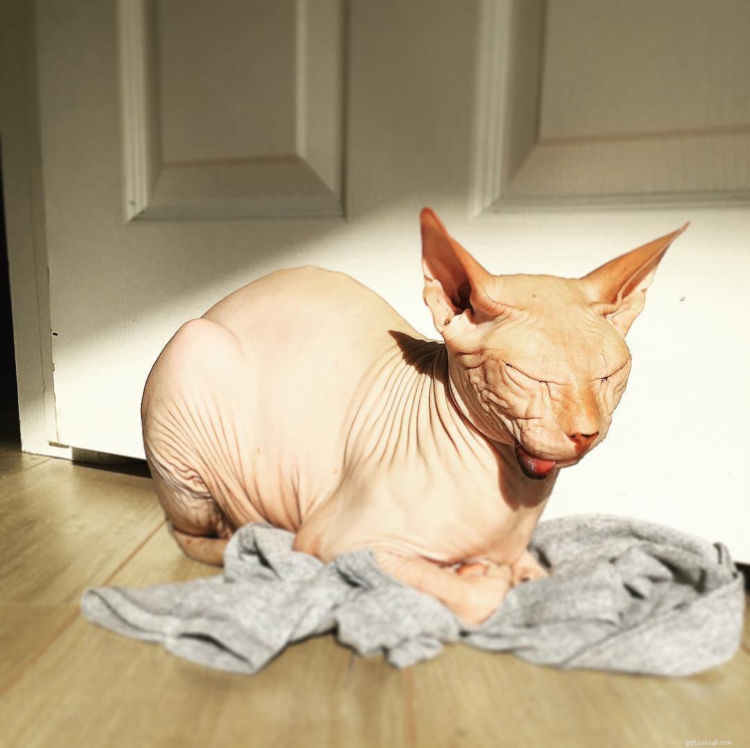 13 chats Sphynx incroyablement mignons