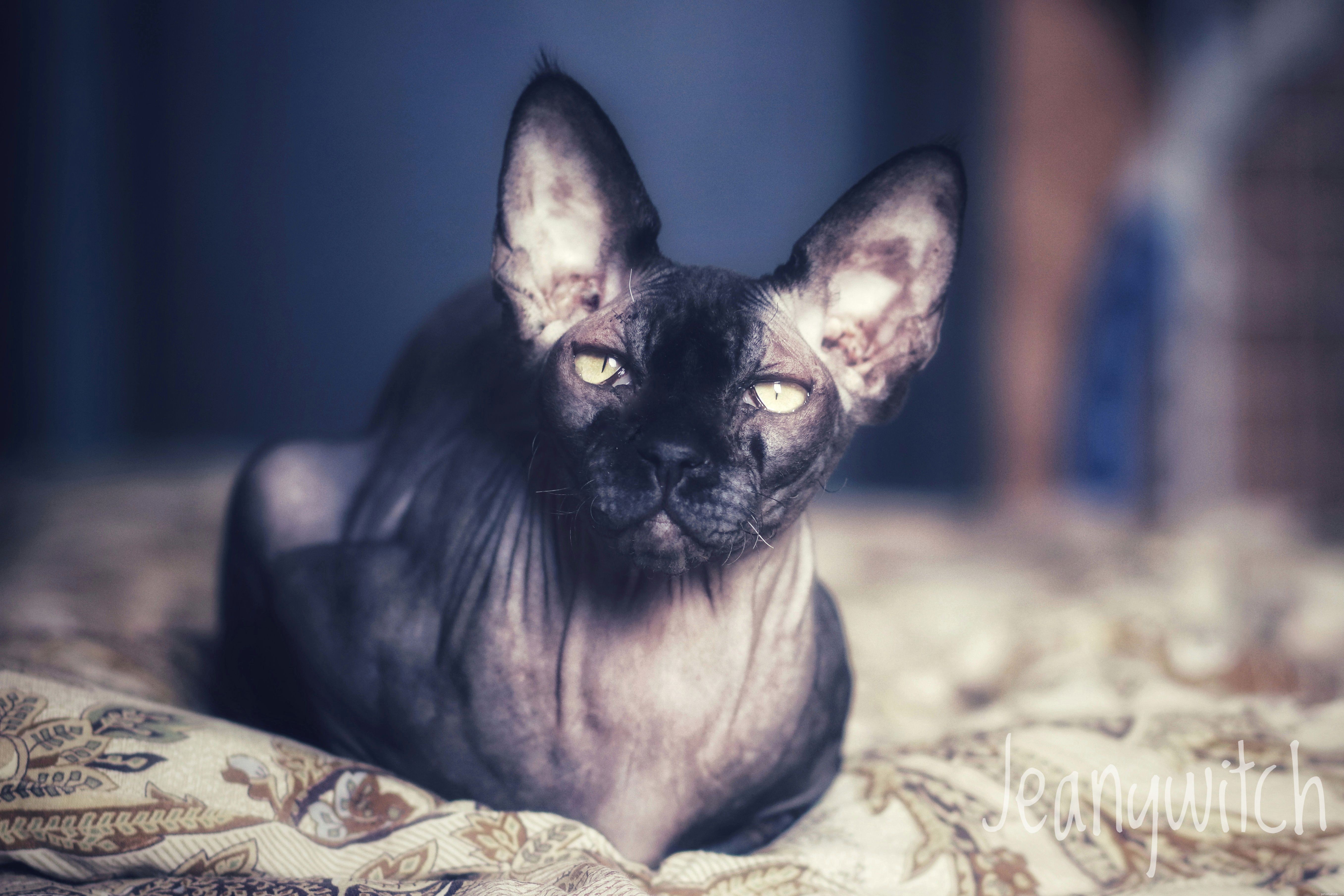 13 övertygande söta Sphynx-katter