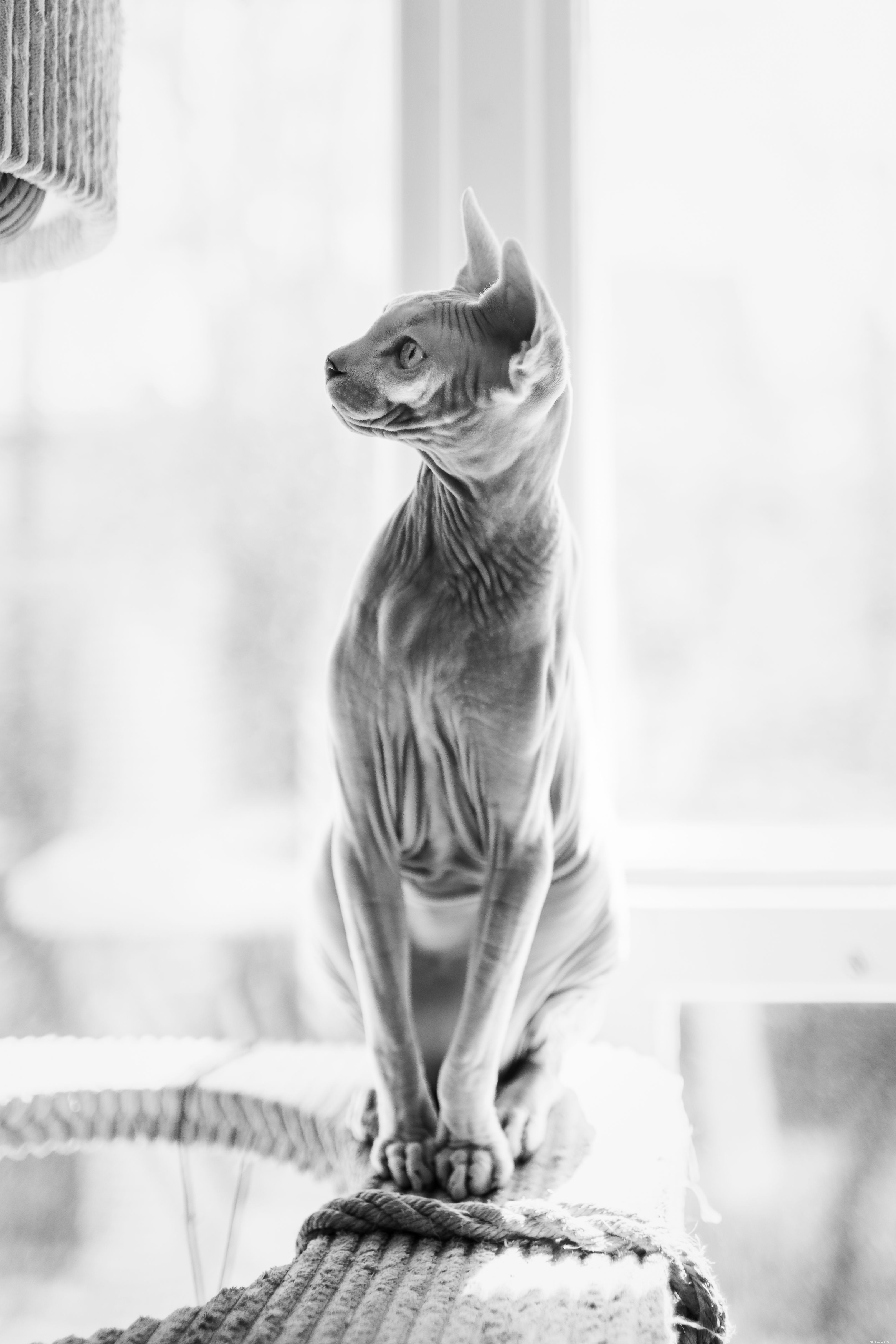13 övertygande söta Sphynx-katter