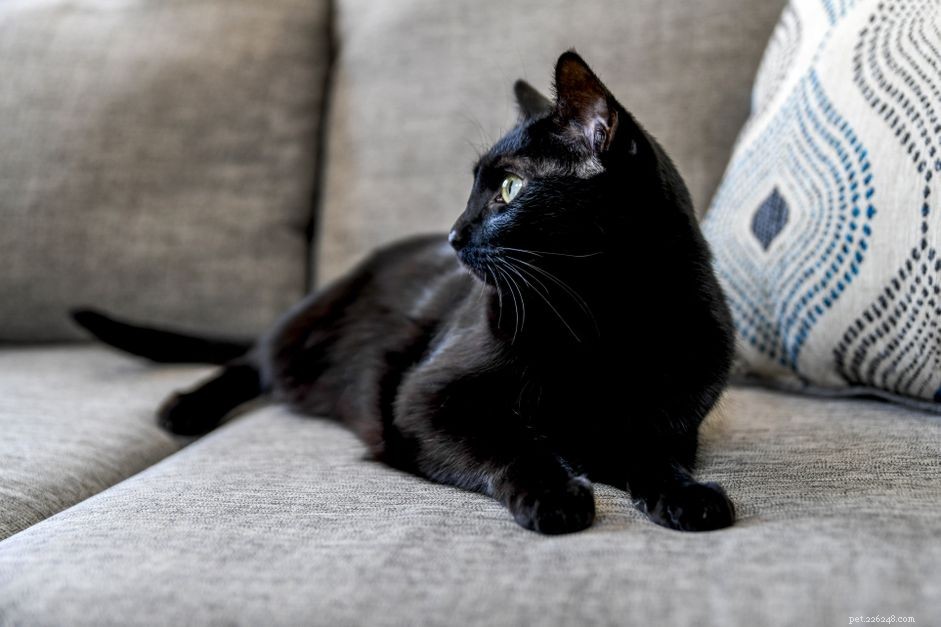 검은 고양이에 대한 5가지 놀라운 사실