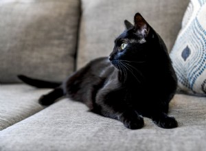 黒猫についての5つの魅力的な事実 