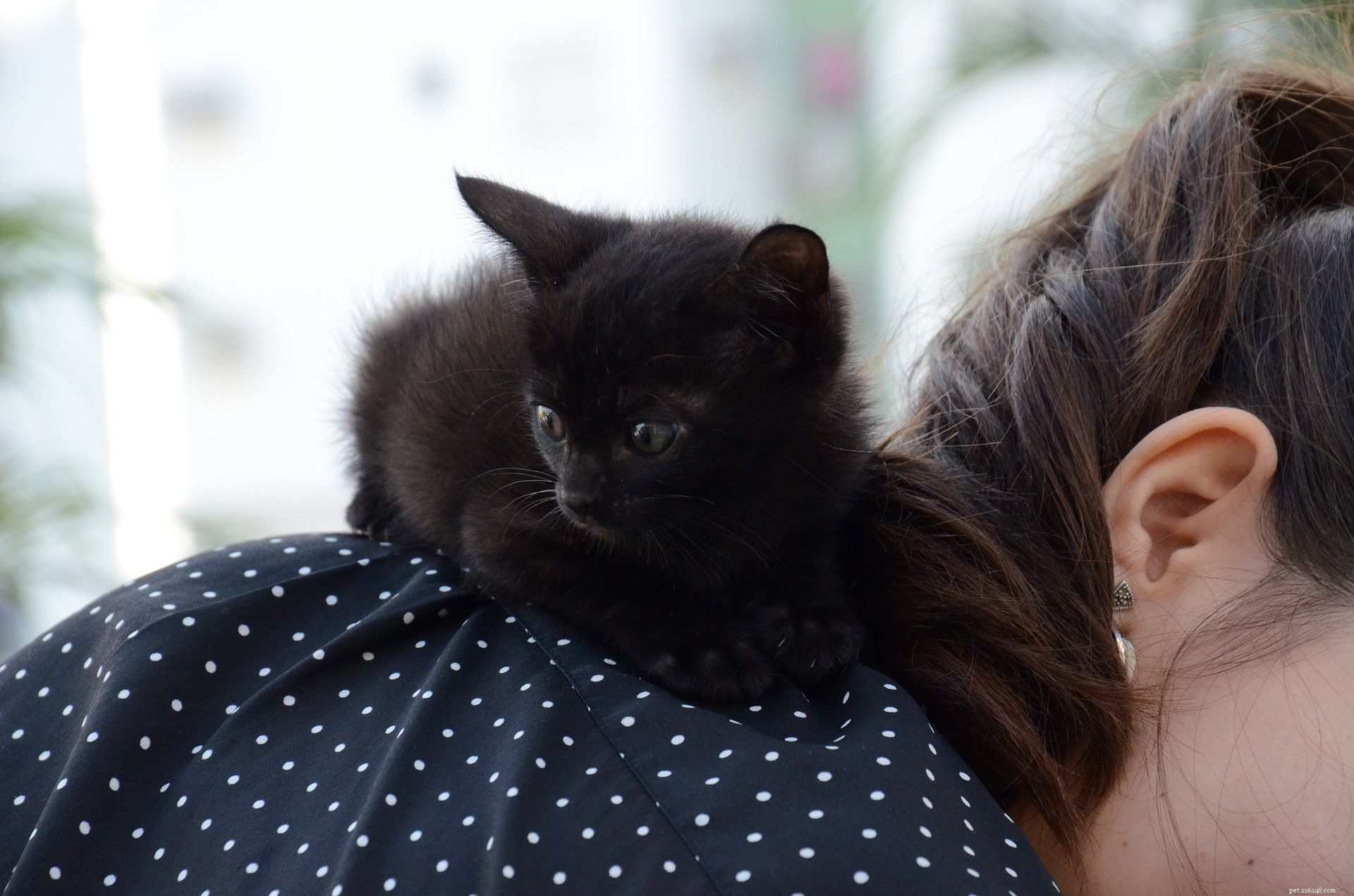 5 Pawsitively fascinerande fakta om svarta katter