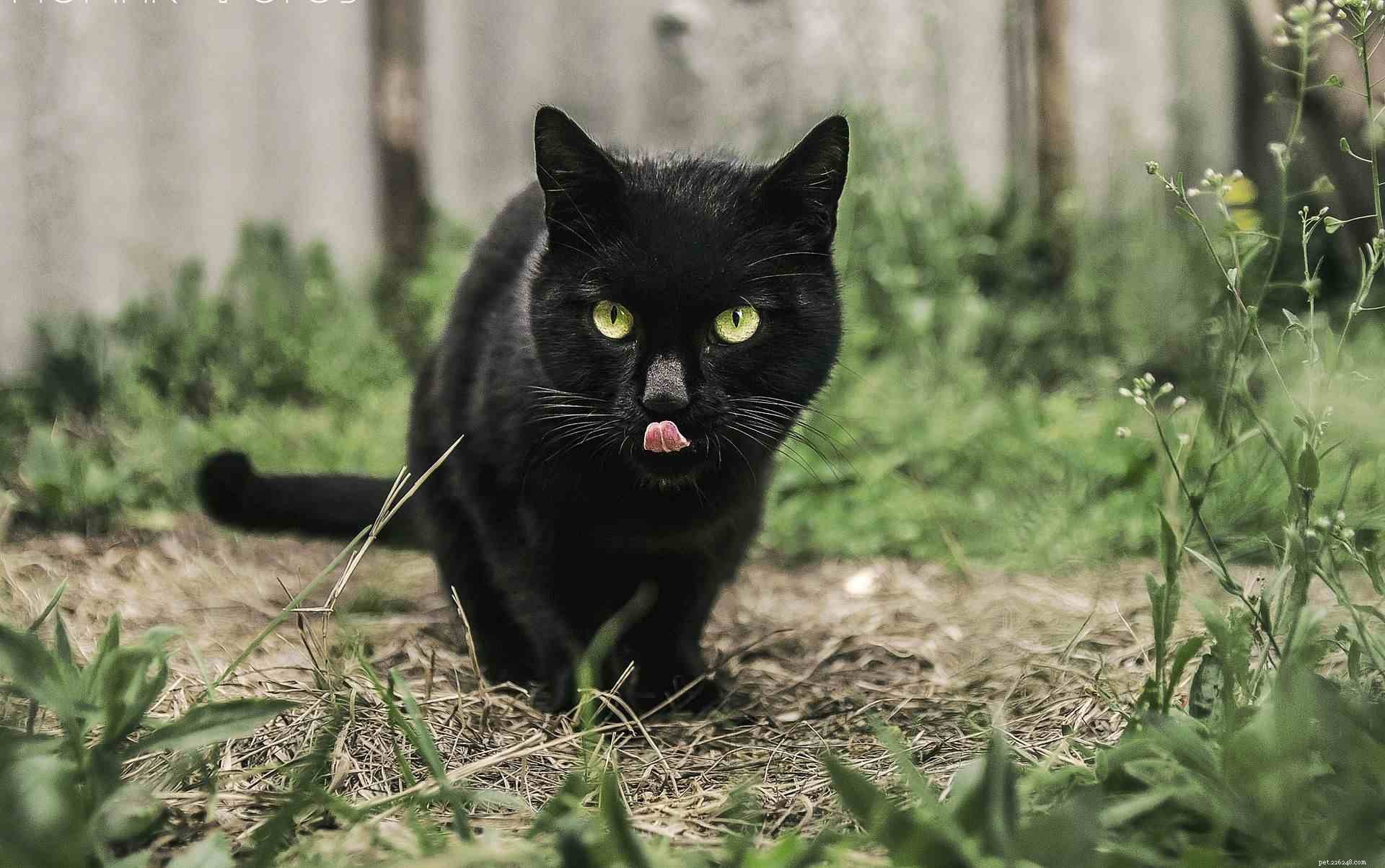 5 Pawsitively fascinerande fakta om svarta katter