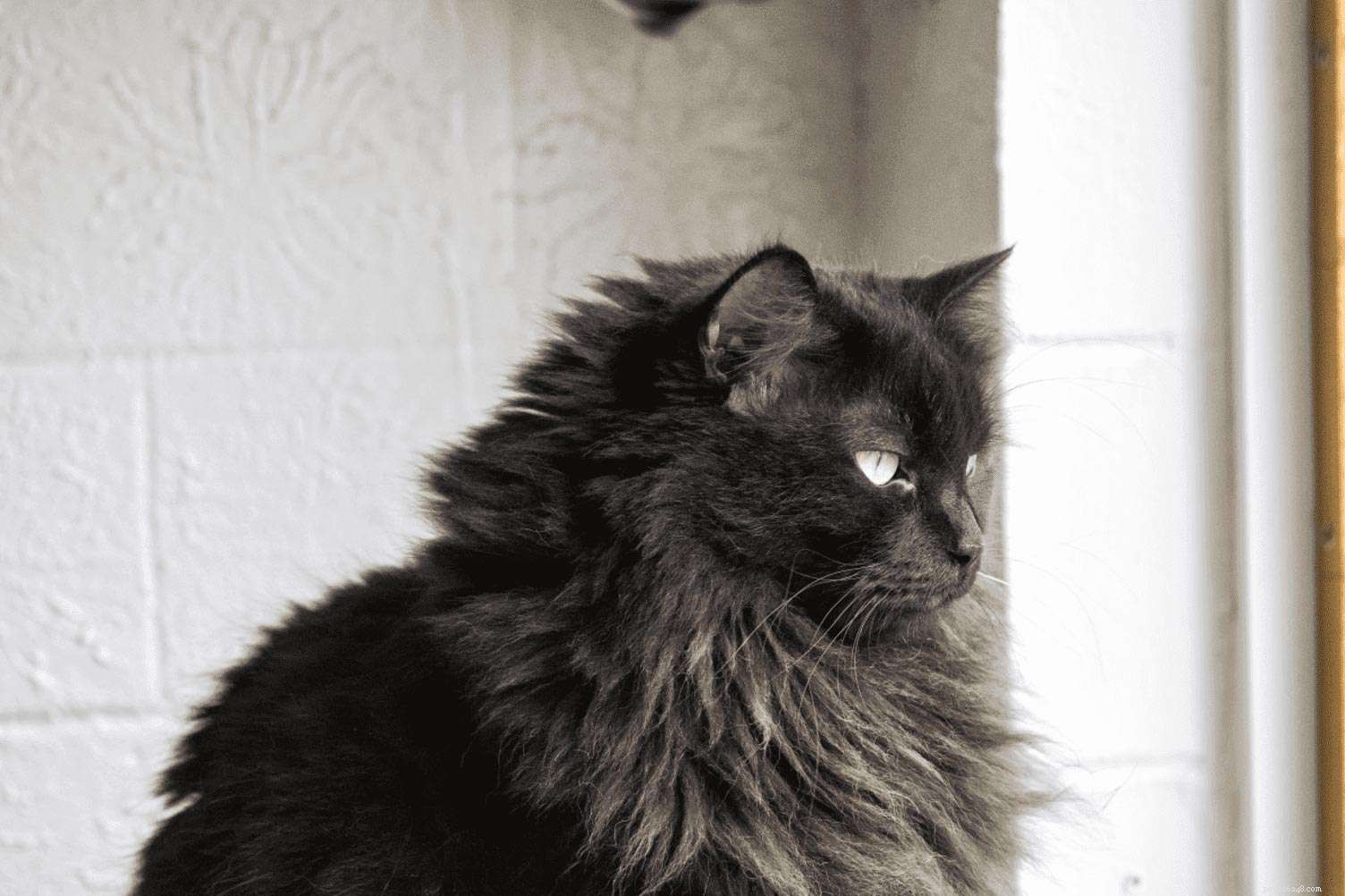 5 faits absolument fascinants sur les chats noirs