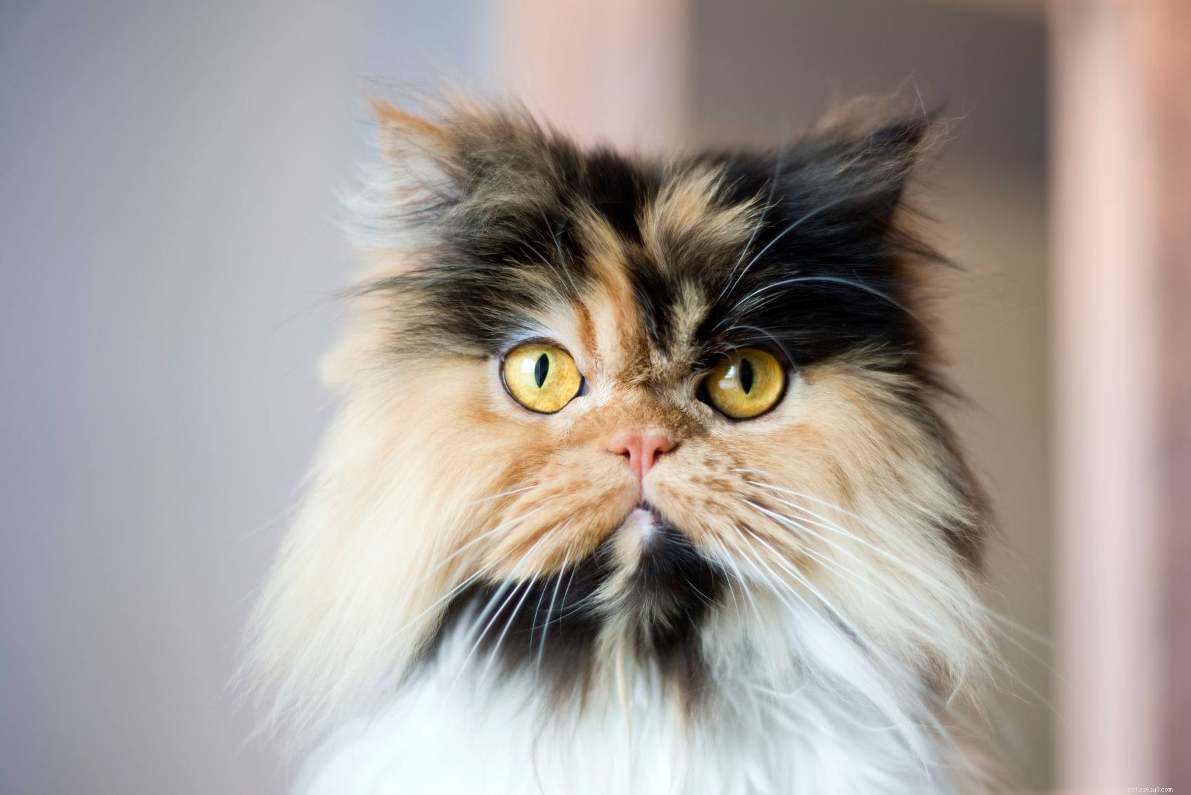 猫愛好家のための12の最も人気のある猫の品種 