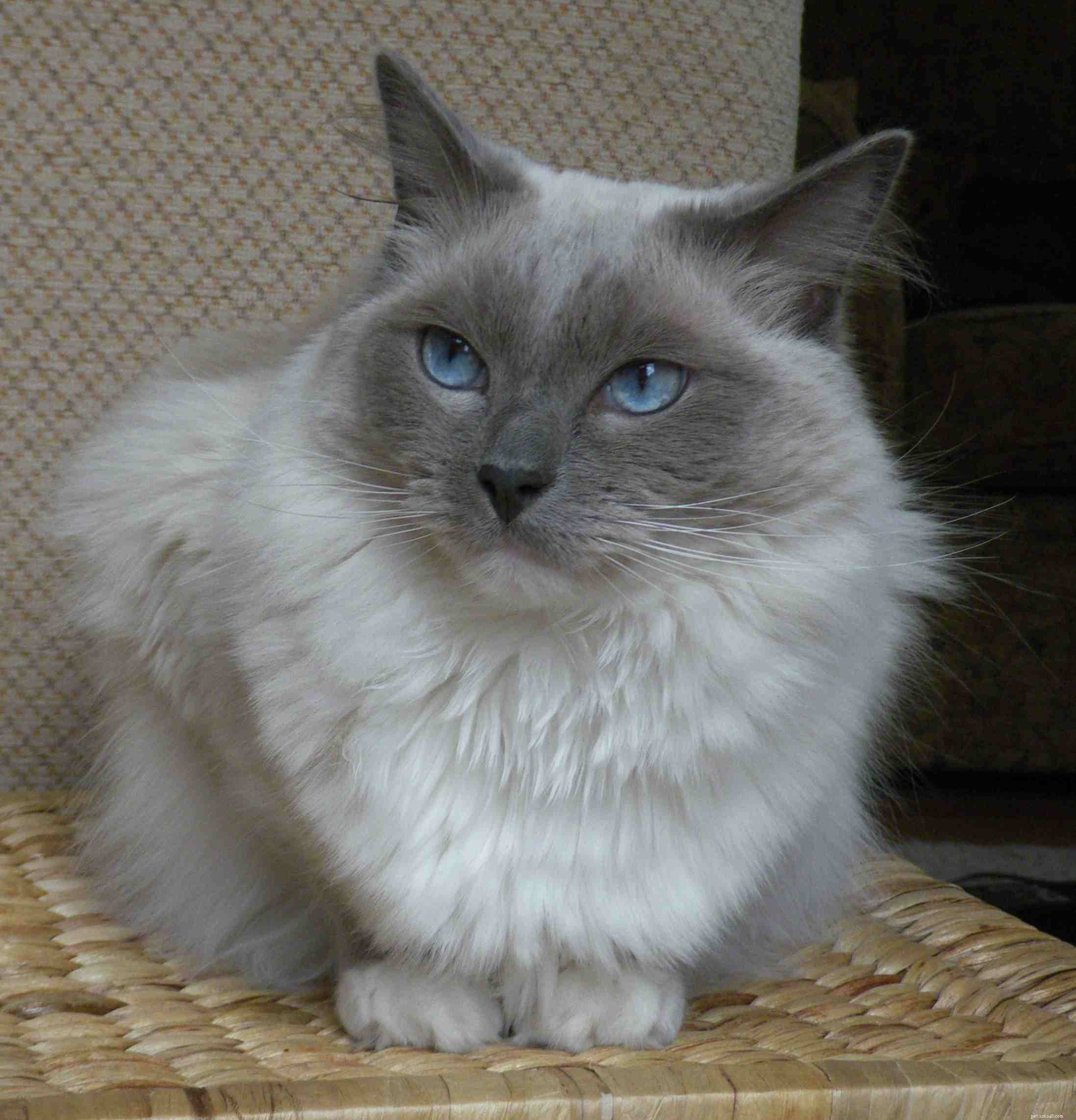 猫愛好家のための12の最も人気のある猫の品種 