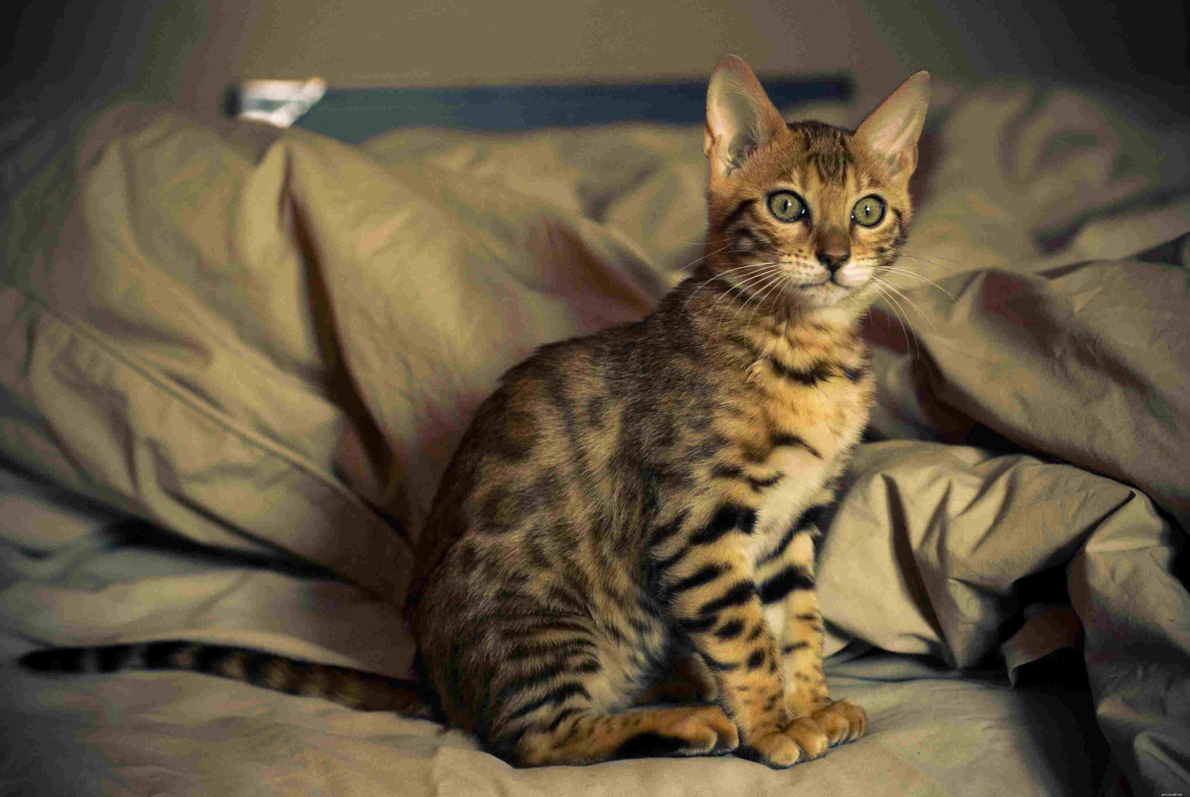 고양이 애호가를 위한 12가지 가장 인기 있는 고양이 품종