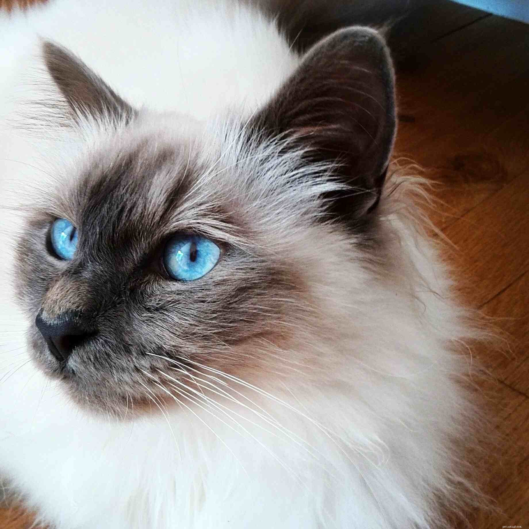 12 nejoblíbenějších kočičích plemen pro milovníky koček