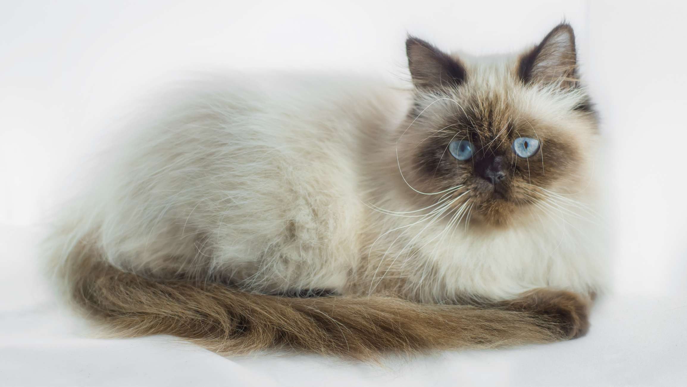 12 самых популярных пород кошек для любителей кошек