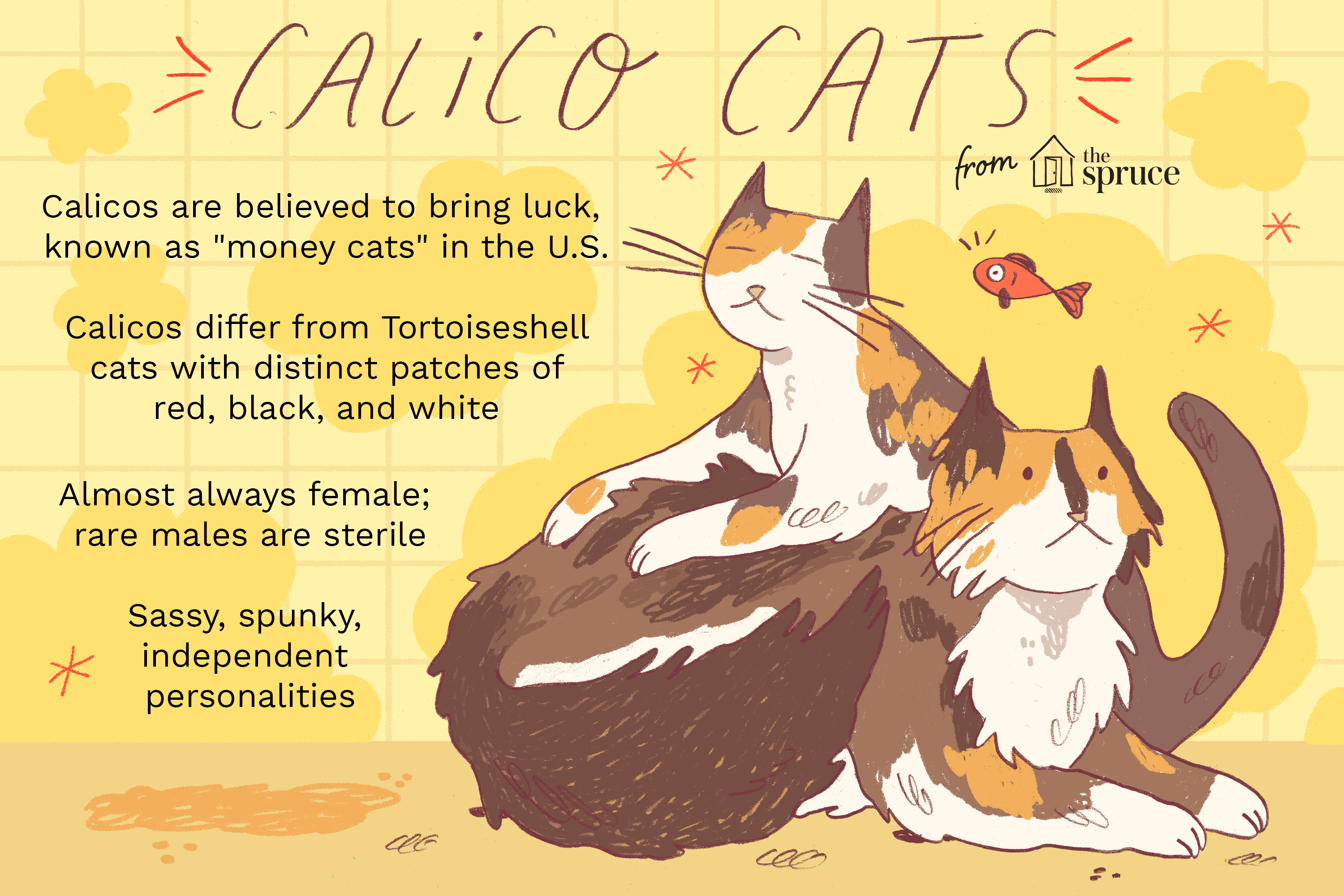 Profil des chats Calico
