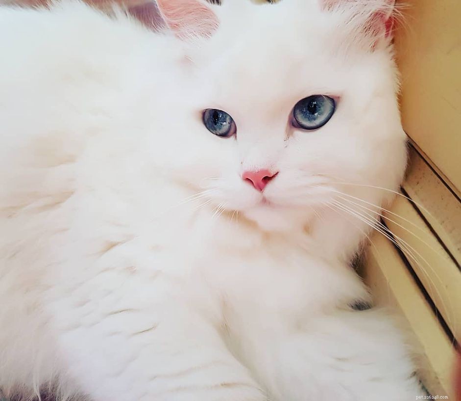 9 prachtige witte katten en kittens