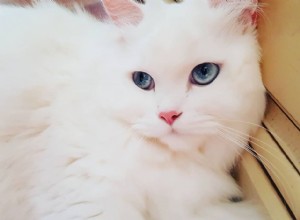 9 vackra vita katter och kattungar