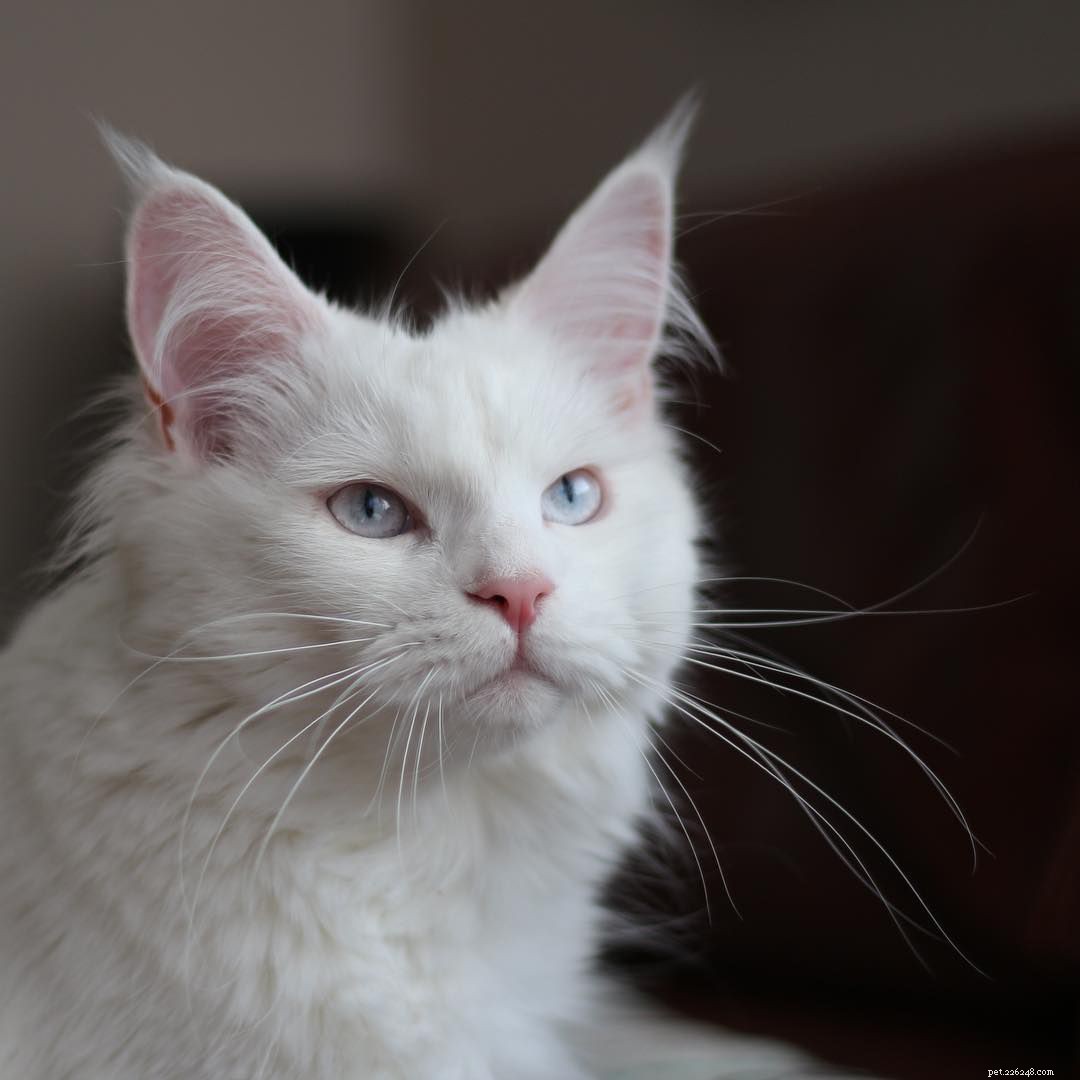 9匹の美しい白い猫と子猫 