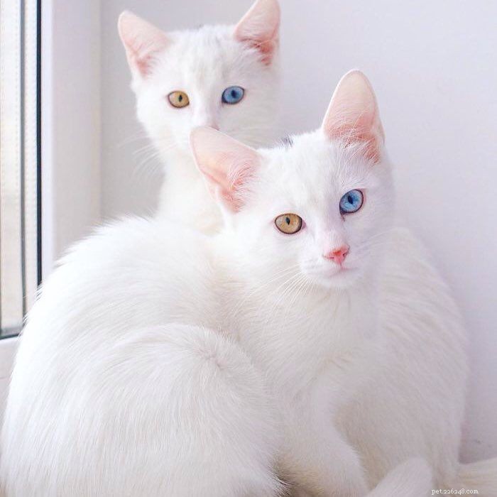 아름다운 흰 고양이 9마리