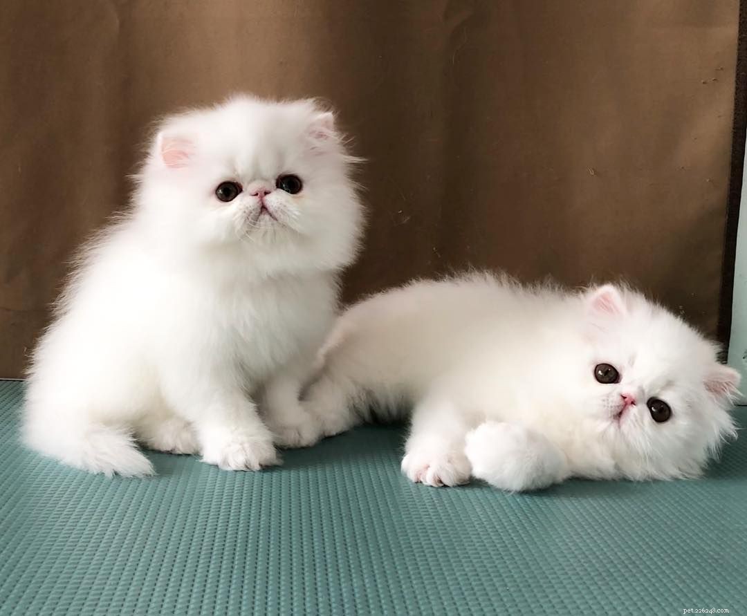 9 krásných bílých koček a koťat