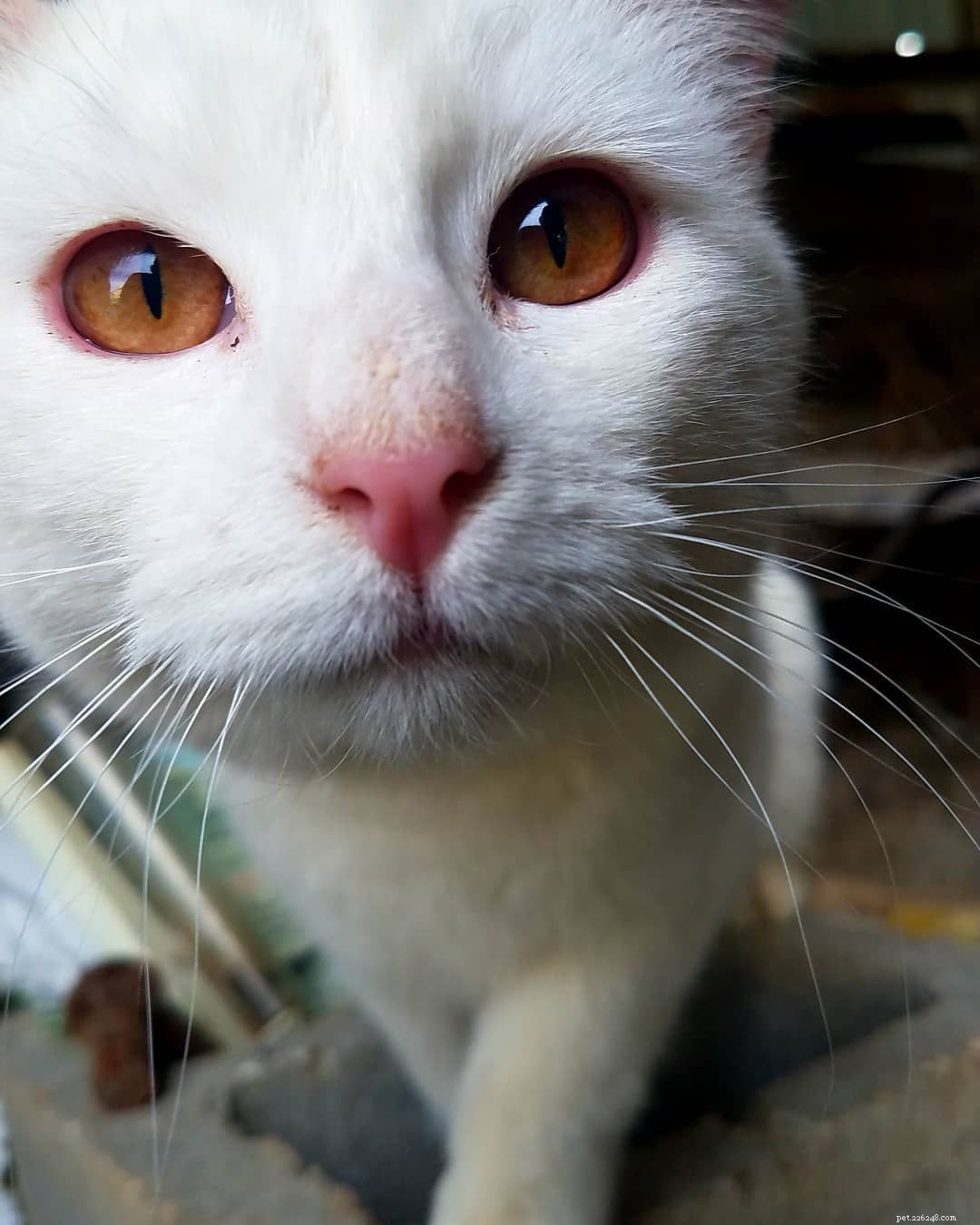 9 bellissimi gatti e gattini bianchi