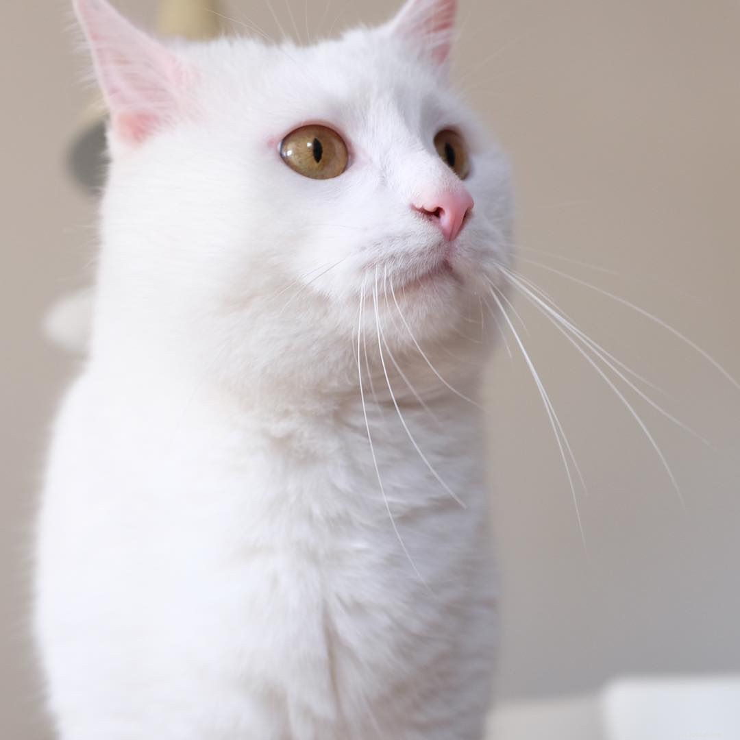 9 красивых белых кошек и котят