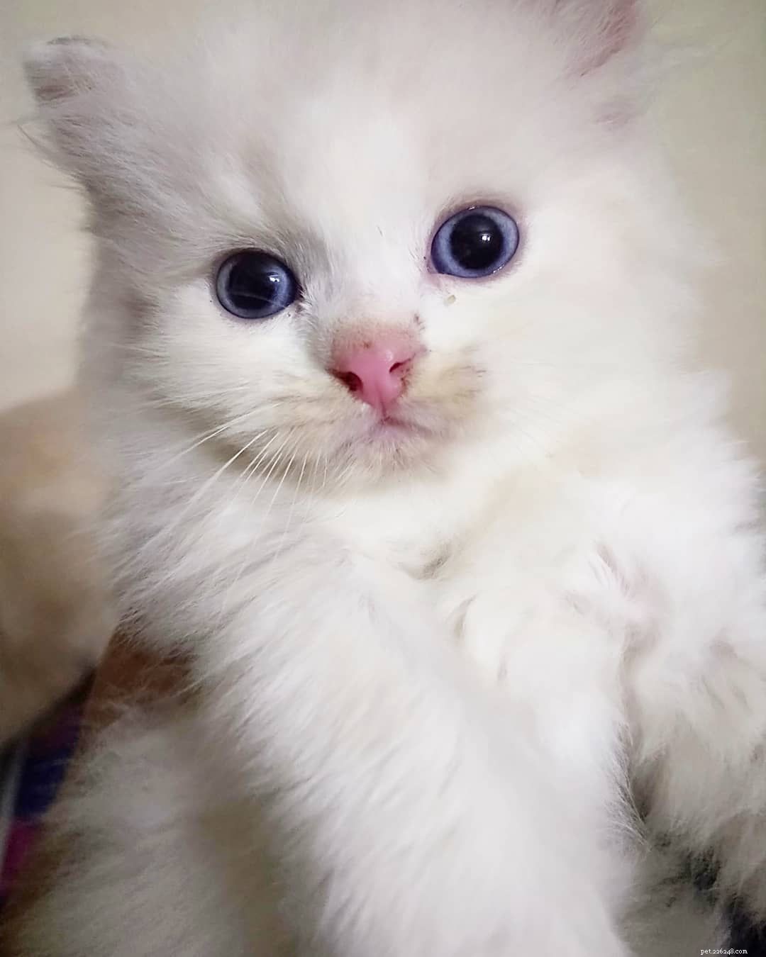 9 krásných bílých koček a koťat