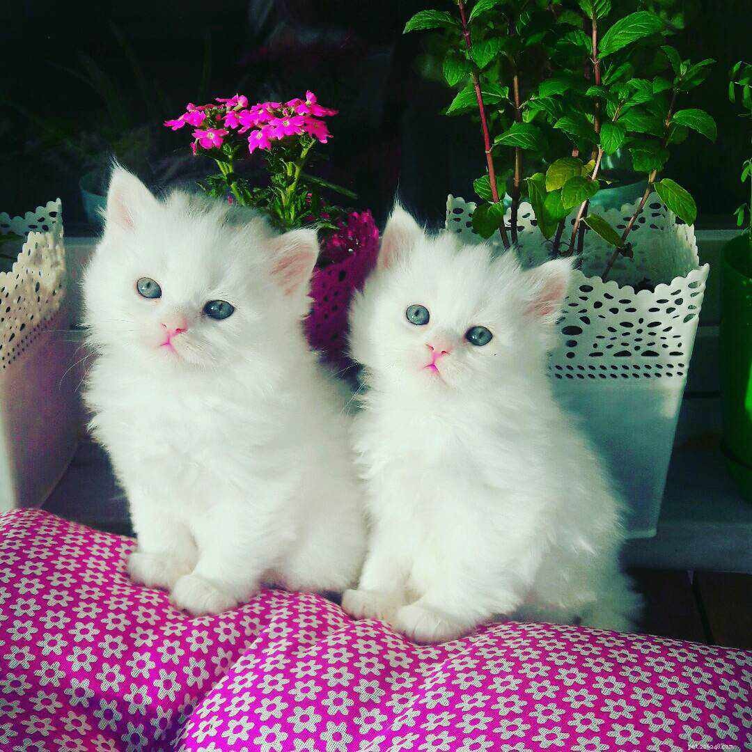 9 красивых белых кошек и котят
