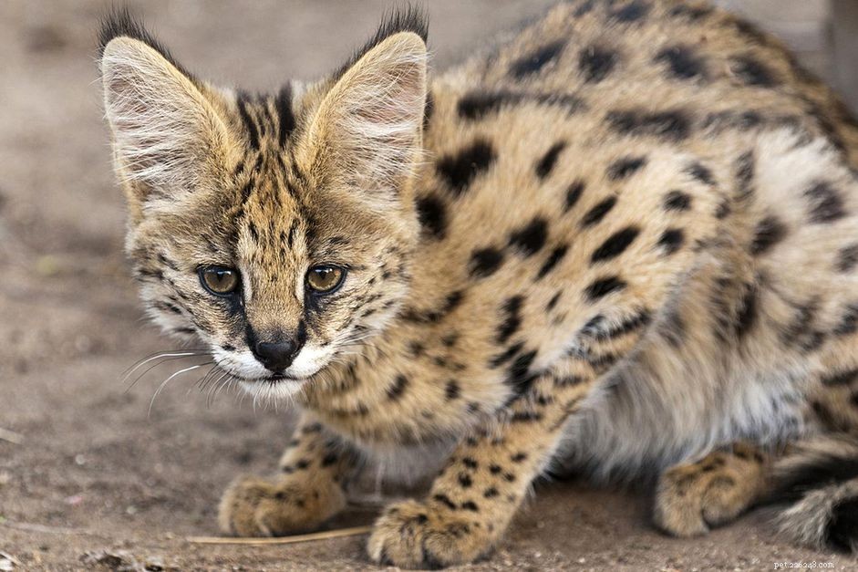 Serval Cat:Profil kočičího plemene